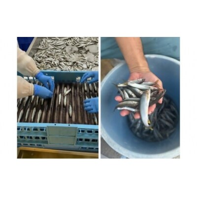 日野川育ちの「夏香鮎」瞬間冷凍1kg(約10cm小鮎)