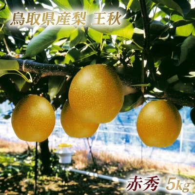 鳥取県産 王秋梨 “赤秀”5kg(6〜8玉入)