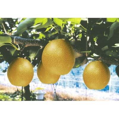 鳥取県産 王秋梨 “赤秀”5kg(6〜8玉入)
