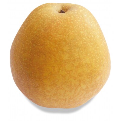 鳥取県産 王秋梨 “赤秀”5kg(6〜8玉入)
