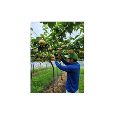 【予約受付中】岸田秀果園 新興 自家用5kg