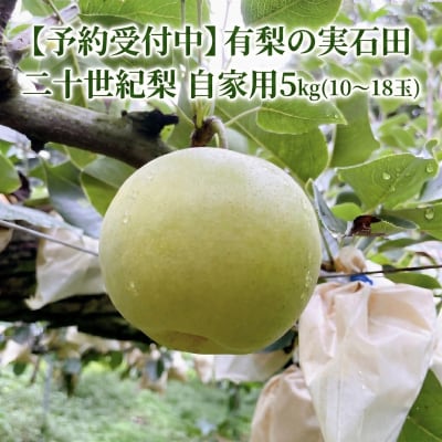 【予約受付中】有梨の実石田 二十世紀梨 自家用5㎏