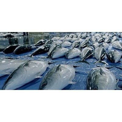 天然ぶり醤油漬け お礼品詳細 ふるさと納税なら さとふる