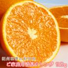 【ご家庭用】紀州有田産清見オレンジ　約7.5kg