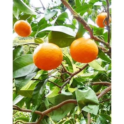 初夏のみかん『なつみ』約5kg