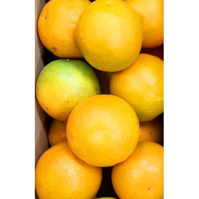 秀品　希少な国産バレンシアオレンジ　2.5kg