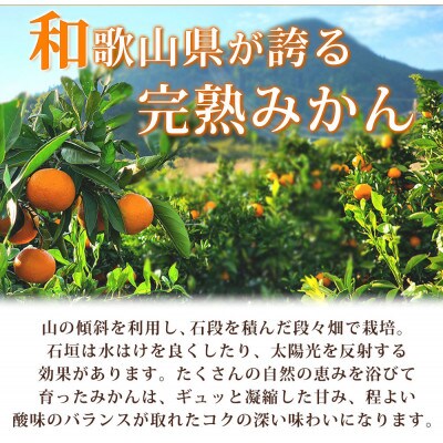 高級ブランド 秀品 紀州有田田村産みかん 3kg