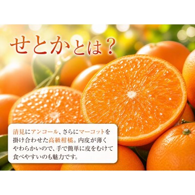 とろける食感!ジューシー柑橘　せとか　約2.5kg