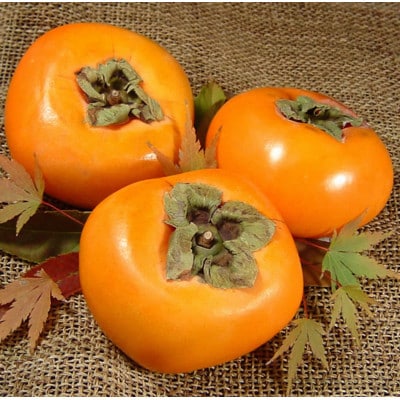 種なし柿 【秀品 サイズ・品種おまかせ】かき 約7.5kg 紀伊国屋文左衛門本舗(美浜町)