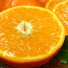セミノールオレンジ[約5kg]和歌山県有田産春みかん(果実サイズおまかせ)