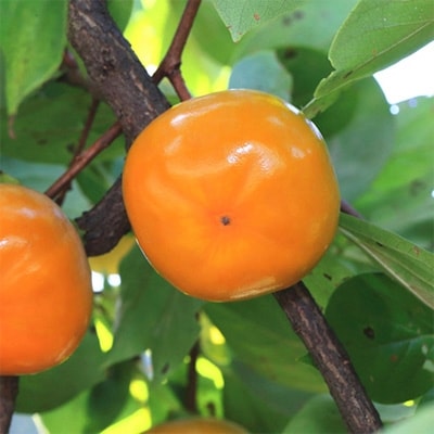 【秋の美味】【和歌山ブランド】濃厚たねなし柿　秀品　2L～4Lサイズ　約7.5kg入り