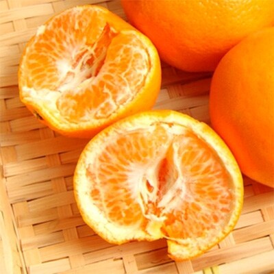 《先行受付》和歌山有田の濃厚はるみ　約5kg (Lサイズ)