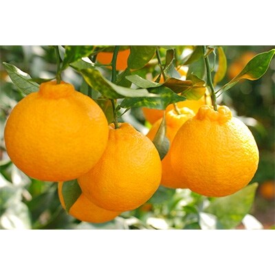 【お味濃厚】紀州有田産のデコポン約5kg(18玉~24玉入り)(美浜町)