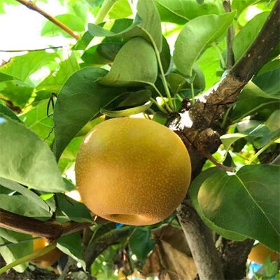 2023年8月上旬頃より順次発送　【夏秋の美味】和歌山の樹上成熟梨　約4kg
