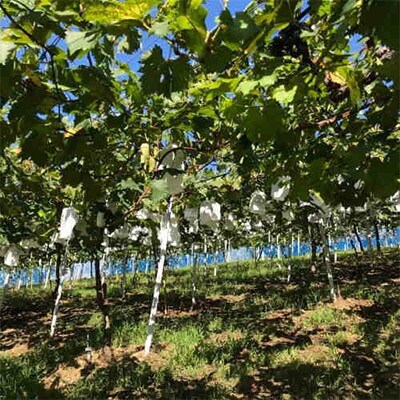 【夏秋の美味】フルーツ王国和歌山の『濃厚』種無しピオーネ　約2.8kg
