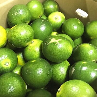 【先行受付 2022年9~10月お届け ご家庭用】有田育ちの濃厚青切り有田みかん 約10kg