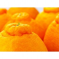 <先行受付>こだわり農家の濃厚不知火　15～24玉　約5kg