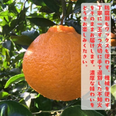 ≪先行予約 2027年1月末～発送≫【大人気柑橘】有田育ちの濃厚不知火(ご家庭用)　10kg