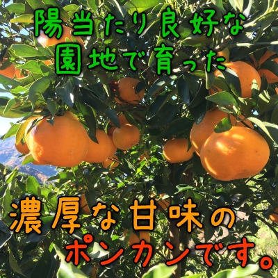 【極甘柑橘】厳選!濃厚ポンカン　約2kg
