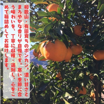 ≪先行予約 2027年1月～発送≫【極甘柑橘】有田育ちの濃厚ポンカン(ご家庭用) 7.5kg