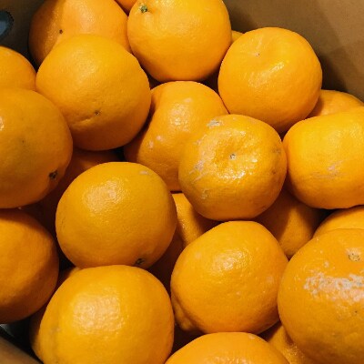 〈先行受付〉【極甘柑橘】有田育ちの濃厚ポンカン(ご家庭用)　約10kg