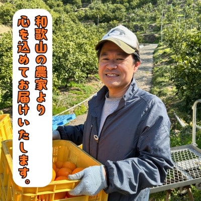 ≪先行予約 2027年1月～発送≫【極甘柑橘】有田育ちの濃厚ポンカン(ご家庭用) 10kg