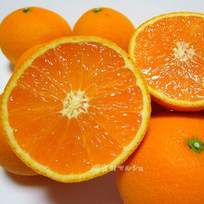 【先行受付・2025年2月下旬～発送】【大人気】厳選!濃厚清見オレンジ　約2kg【美浜町】