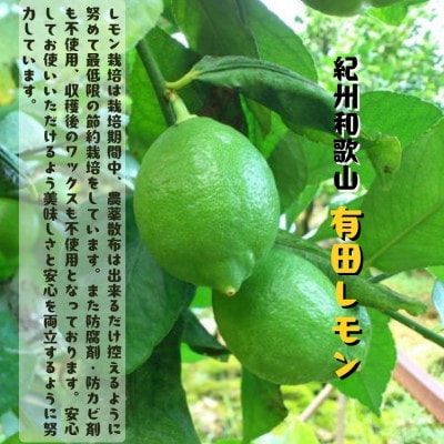 ≪先行予約 2026年10月～発送≫【国産】紀州和歌山 有田レモン 3kg