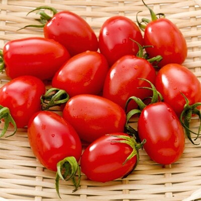 23年1月出荷分 和歌山産ミニトマト アイコトマト 約2kg S Mサイズおまかせ 美浜町 お礼品詳細 ふるさと納税なら さとふる