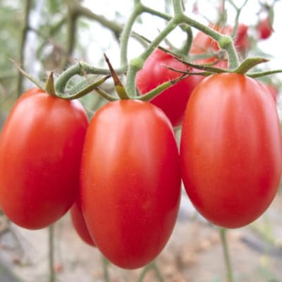 【12月出荷分】和歌山産ミニトマト「アイコトマト」約2kg(S・Mサイズおまかせ)(美浜町)
