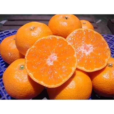 やましん農園(美浜町)の【12月発送】こだわりの完熟有田みかん約10kg【LLサイズ】