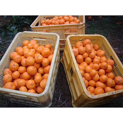 やましん農園(美浜町)の【12月発送】こだわりの完熟有田みかん約10kg【LLサイズ】