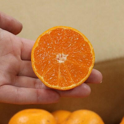 和歌山県産　有田みかん　約3kg　秀品