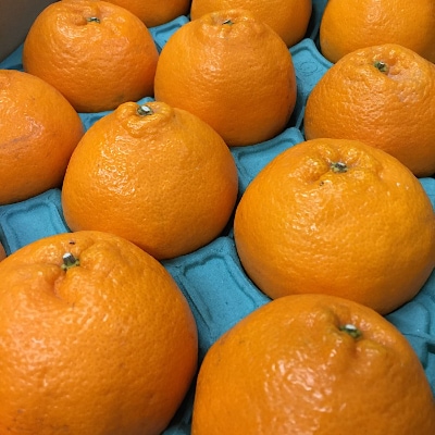 和歌山産　不知火　【12玉～20玉】　秀品