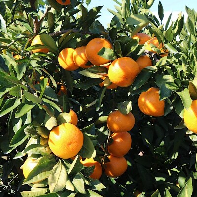 和歌山県産　有田みかん　約5kg　秀品