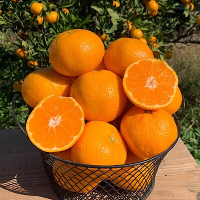和歌山県産　有田みかん　約5kg　秀品