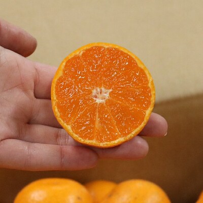 湯浅産　田村みかん　5kg　(サイズおまかせ)