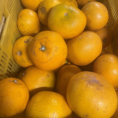 和歌山県産　八朔　6kg 家庭用
