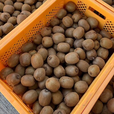 和歌山産 キウイフルーツ 約1.2kg 秀品