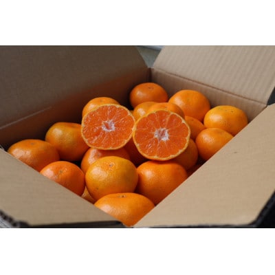 先行受付2026年10月より順次発送【まごころ手選別】有田みかん10kg大玉(2L～4L混合)