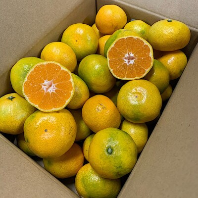 10月中旬より順次発送【まごころ手選別】和歌山産 有田みかん(極早生)3kg 1箱(2S～L混合)