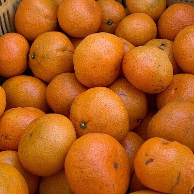 2021年10月発送開始『定期便』和歌山県産　有田みかん　5kg　家庭用　全3回