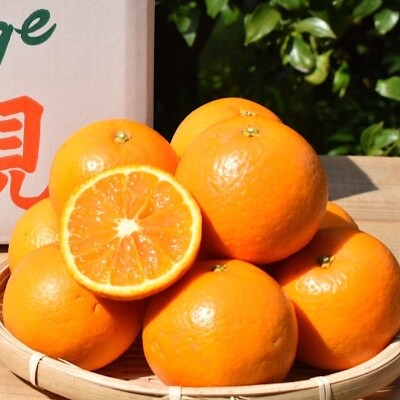2022年1月発送開始『定期便』和歌山県産　旬な柑橘　全3回