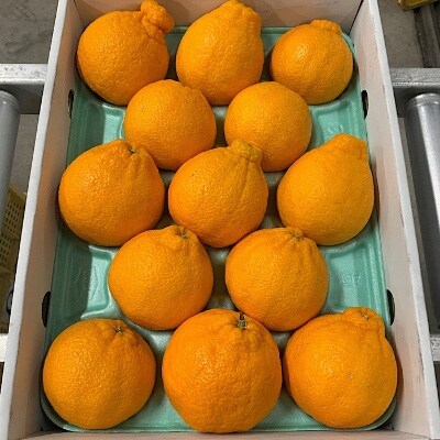 2022年1月発送開始『定期便』和歌山県産　旬な柑橘　全3回