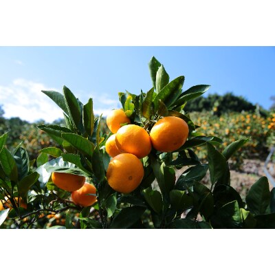 蜂久農園のとっても美味しい有田みかん　約3キロ(秀)サイズおまかせ(S～L)【美浜町】