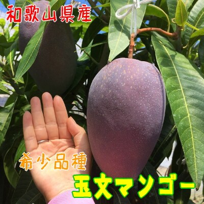 【希少マンゴー】濃厚玉文マンゴー　約1kg(1～2玉)