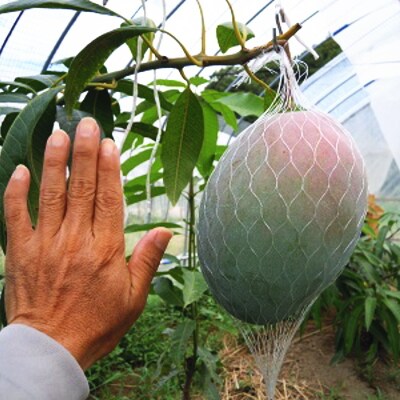 【希少マンゴー】濃厚キーツマンゴー　約800g(1～2玉)