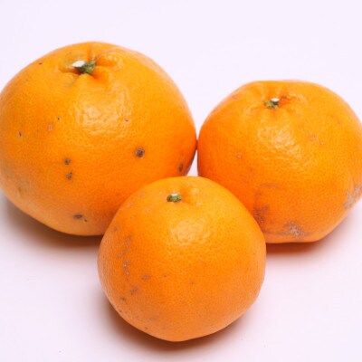 ＜2月より発送＞家庭用 はるみ4kg+120g(傷み補償分)【デコポンの姉妹品種】【訳あり】