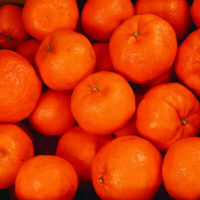 <2025年1月より発送>家庭用 ポンカン3.5kg+105g(傷み補償分)【訳あり】【光センサー】