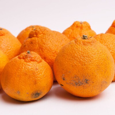 家庭用 不知火2.5kg+250g(傷み補償分)【デコポンと同品種・人気の春みかん】訳あり